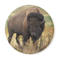 Bison Fridge Magnets