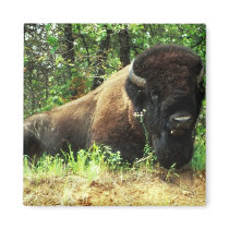 Bison Fridge Magnets