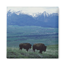 Bison Refrigerator Magnets