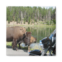 Bison meets Harley Magnets