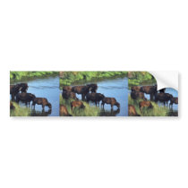 Bison near a river. bumper stickers