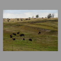 Bison near Scott City, Kansas 08 24 2007 posters by wksimages Bison near Scott City, Kansas 08 24 2007 posters