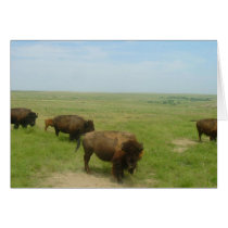 Bison near Scott City, Kansas cards by wksimages Bison near Scott City, Kansas cards
