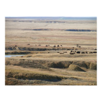 Bison on the Plains posters by wksimages Bison on the Plains posters