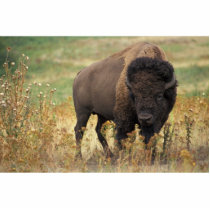 Bison photo photo cut out