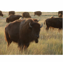 Bison Photo Sculpture 02 photo sculptures by wksimages Bison Photo Sculpture 02 photo sculptures