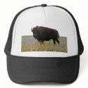 Bison Photo Sculpture Hat by wksimages Bison Photo Sculpture Hat