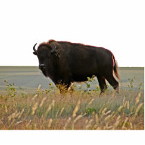 Bison Photo Sculpture photo sculptures