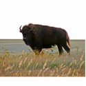 Bison Photo Sculpture photo sculptures by wksimages Bison Photo Sculpture photo sculptures