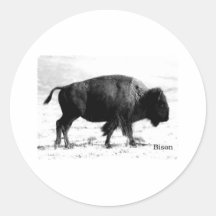 Bison Photograph Logo (black and white) Round Sticker