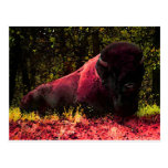 Bison Post Card