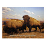 Bison Post Card