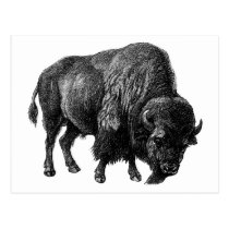 Bison postcards