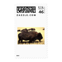 Bison postage