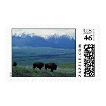 Bison Postage Stamp