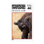 bison stamps