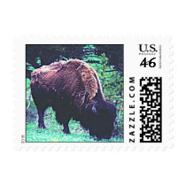 bison postage