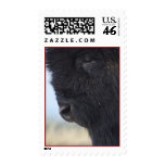 bison postage stamp