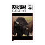 bison postage stamps