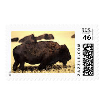 Bison postage