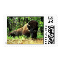 Bison Stamps