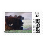 Bison Postage