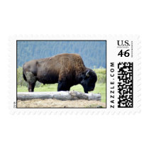Bison Postage Stamp