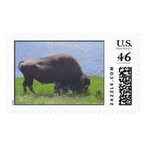 Bison postage