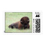 Bison Postage Stamp