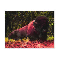 Bison Post Card