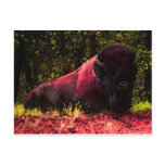 Bison postcards