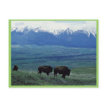Bison Postcards