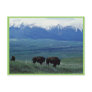 Bison Postcards