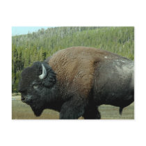 Bison  Postcard