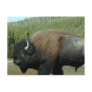 Bison  Postcard