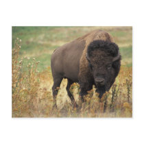 Bison Post Cards