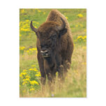 Bison Postcard