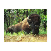 Bison Post Cards