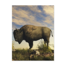 Bison Postcard