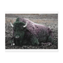 Bison Postcard