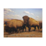 Bison Post Card