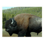 Bison  Postcard