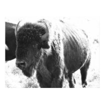 Bison posters by iiiyaaa Bison posters