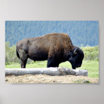 Bison Posters