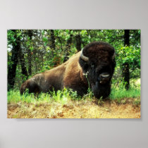 Bison Print