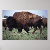 Bison Poster