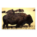 Bison Poster Digital Pop Art posters