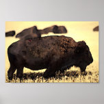 Bison Poster Digital Pop Art