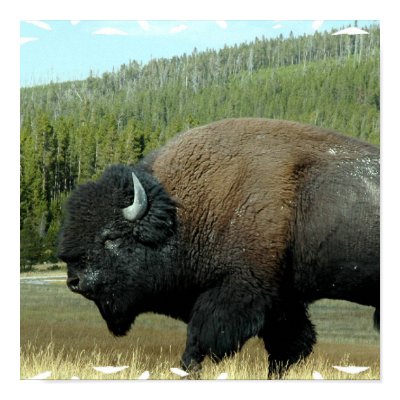 Bison Posters  by WildlifeAnimals