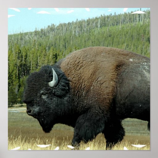 Bison Posters 